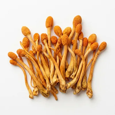Cordyceps sinensis (owocniki)